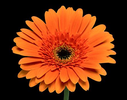 Close up of gerbera flower isolated on black background