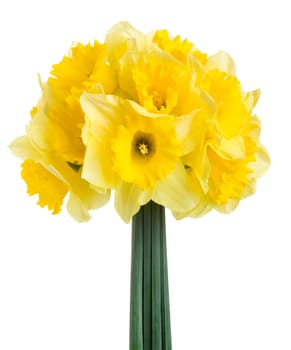 Spring flowers narcissus isolated on white background