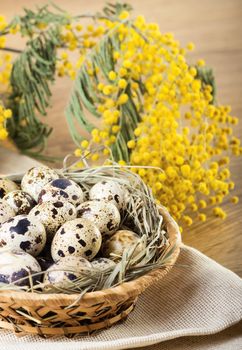 Quail eggs with mimosa branch on wooden table 