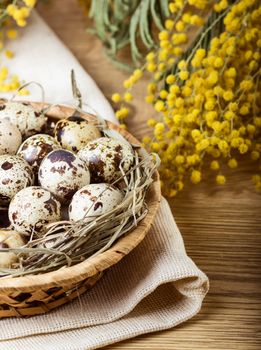 Quail eggs with mimosa branch on wooden table