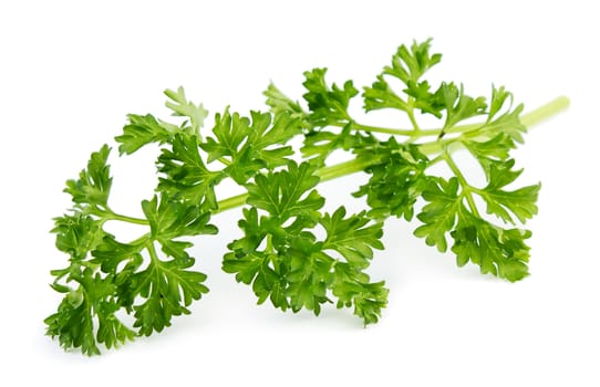 Parsley isolated on white background