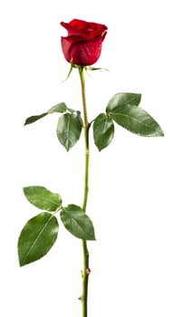 Red rose isolated on white