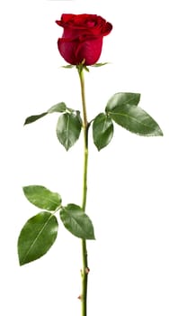 Red rose isolated on white