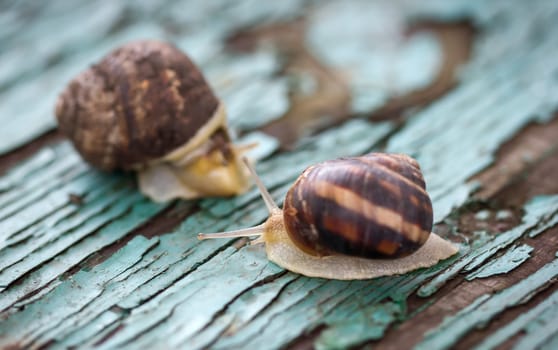 Two snails on old painted green table