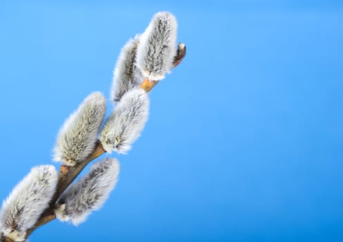 Willow catkins, clear blue sky 
