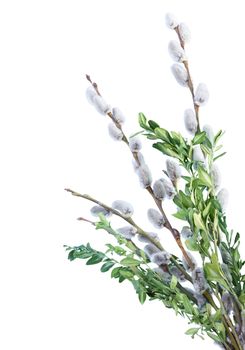 Pussy-willow isolated on white background
