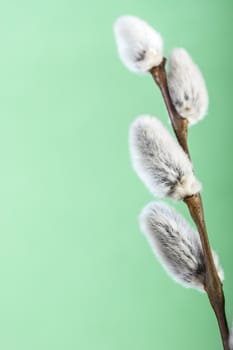 Pussy willow flower branch on green spring background