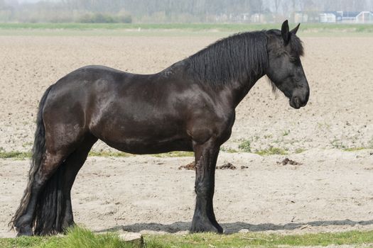 big brown horse standing in the field siteview
