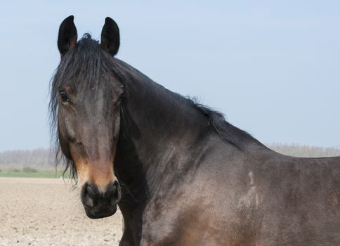 closeup of brown horse mammal standing in the field with blue sky as background