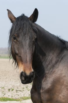 closeup of brown horse mammal standing in the field with blue sky as background