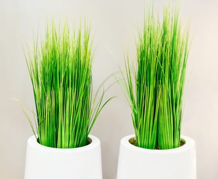 Decorative green grass in white vases. Modern home decor.