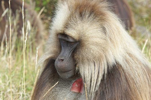 Gelada, Semien Mountains National Park, Ethiopia, Africa