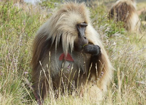 Gelada, Semien Mountains National Park, Ethiopia, Africa