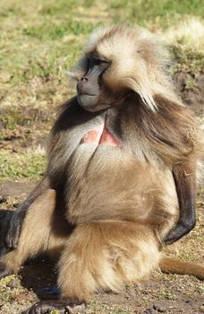 Gelada, Semien Mountains National Park, Ethiopia, Africa