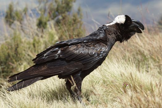 Thick-billed Raven, Ethiopia, Africa