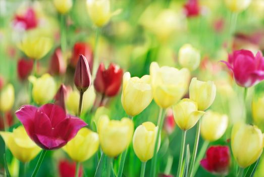 Ground level view of multicolored tulips on nature background