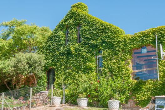SIR LOWRYS PASS, SOUTH AFRICA - DECEMBER 5, 2014: View of a creeper covering a house. The creeper provides natural air conditioning during summer by preventing the sun from heating up the eastern wall