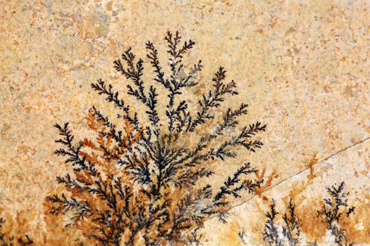 Dendritic minerals (iron- and manganese oxides) on Solnhofen Limestone (Upper Jurassic of Southern Germany).