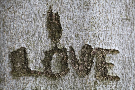 I love carving in a tree.  I love carving in a tree. 