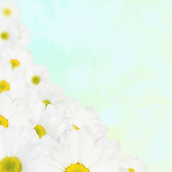 Spring flowers: white daisy background