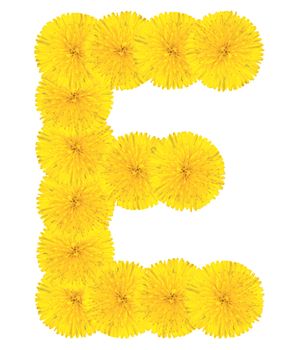 Letter E made from dandelion flowers isolated on white background