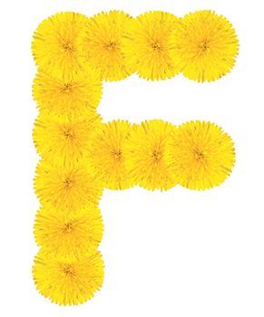Letter F made from dandelion flowers isolated on white background