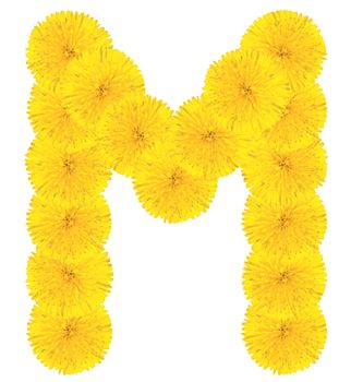 Letter M made from dandelion flowers isolated on white background