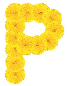Letter P made from dandelion flowers isolated on white background