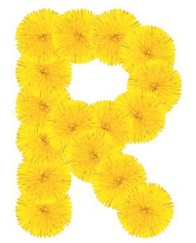 Letter R made from dandelion flowers isolated on white background