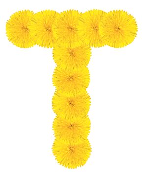 Letter T made from dandelion flowers isolated on white background