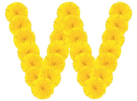 Letter V made from dandelion flowers isolated on white background