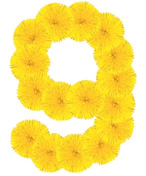 Number 6 made from dandelion flower isolated on white background