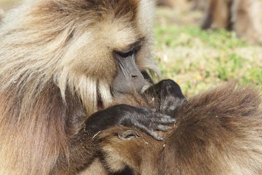 Gelada, Semien Mountains National Park, Ethiopia, Africa