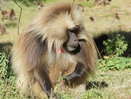 Gelada, Semien Mountains National Park, Ethiopia, Africa