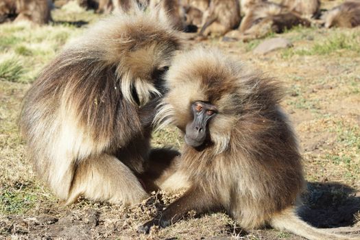 Gelada, Semien Mountains National Park, Ethiopia, Africa