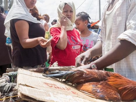 Addis Ababa: April 11: People bargain to buy roosters for the Easter Holidays at a local market on April 11, 2015 in Addis Ababa, Ethiopia