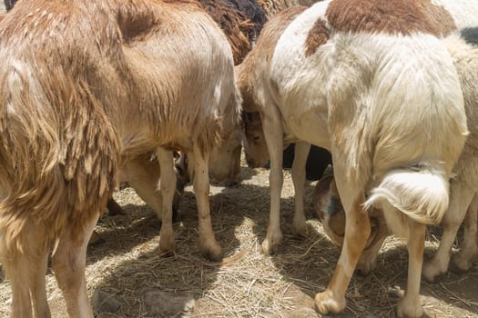 Addis Ababa: April 11: Sheep for sale at a local market during Easter eve on April 11, 2015 in Addis Ababa, Ethiopia