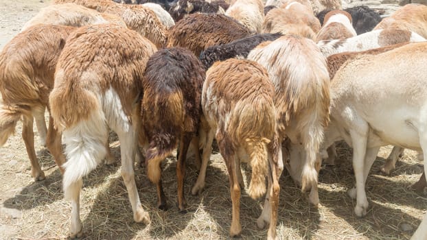 Addis Ababa: April 11: Sheep for sale at a local market during Easter eve on April 11, 2015 in Addis Ababa, Ethiopia