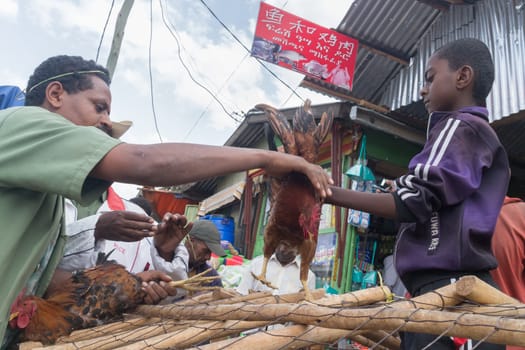 Addis Ababa: April 11: People bargain to buy roosters for the Easter Holidays at a local market on April 11, 2015 in Addis Ababa, Ethiopia