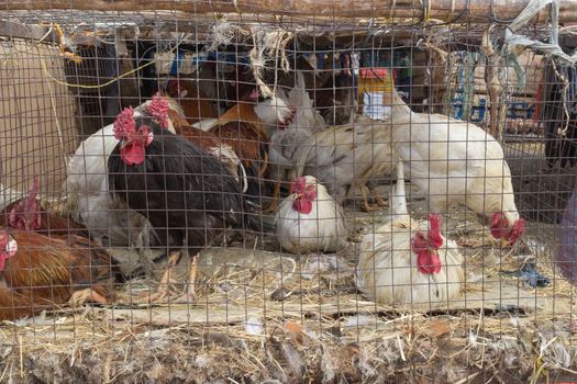 Addis Ababa: April 11: Roosters packed in small cages for sale  at a local market during Easter eve on April 11, 2015 in Addis Ababa, Ethiopia