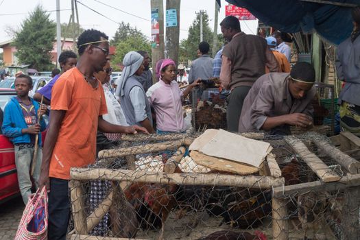 Addis Ababa: April 11: People bargain to buy roosters for the Easter Holidays at a local market on April 11, 2015 in Addis Ababa, Ethiopia