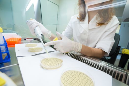 Female life scientist researching in laboratory, pipetting cell culture medium samples on petri dishes in laminar flow. Photo taken from laminar interior.