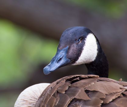 Canada Goose profile close-up head and neck.