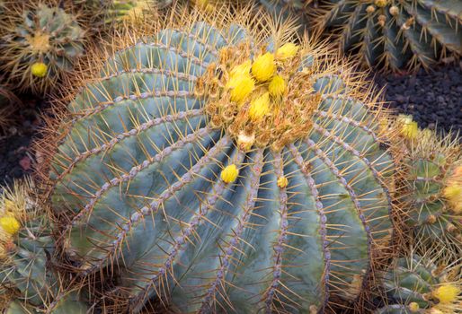Blooming yellow Barrel Cactus close-up.