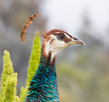 Male Indian Peacock head profile.