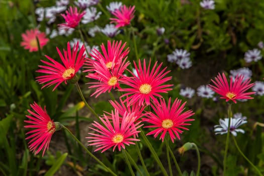 Grouping of Vibrant Red African Red Daisies.