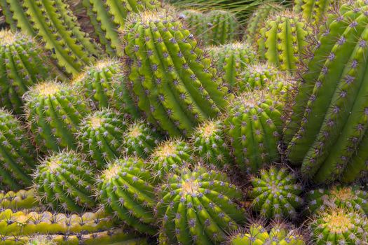 Grouping of Green Barrel Cactus close up.