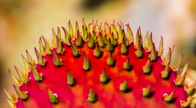 Close-up view of Red Prickly Pear Cactus macro