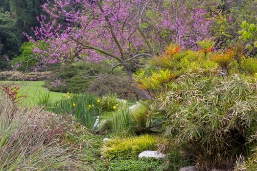 Spring time garden with blooming cherry tree.