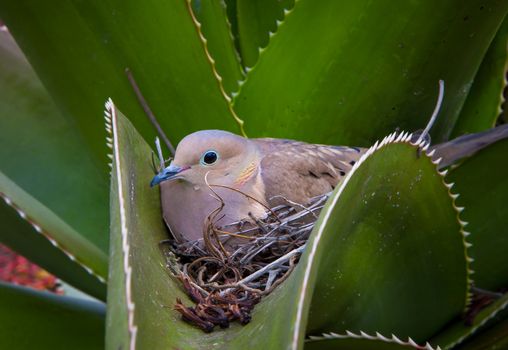 Nesting Mourning Dove hidden in aloe cactus.